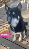 Mishka