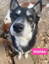 Mishka