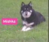 Mishka