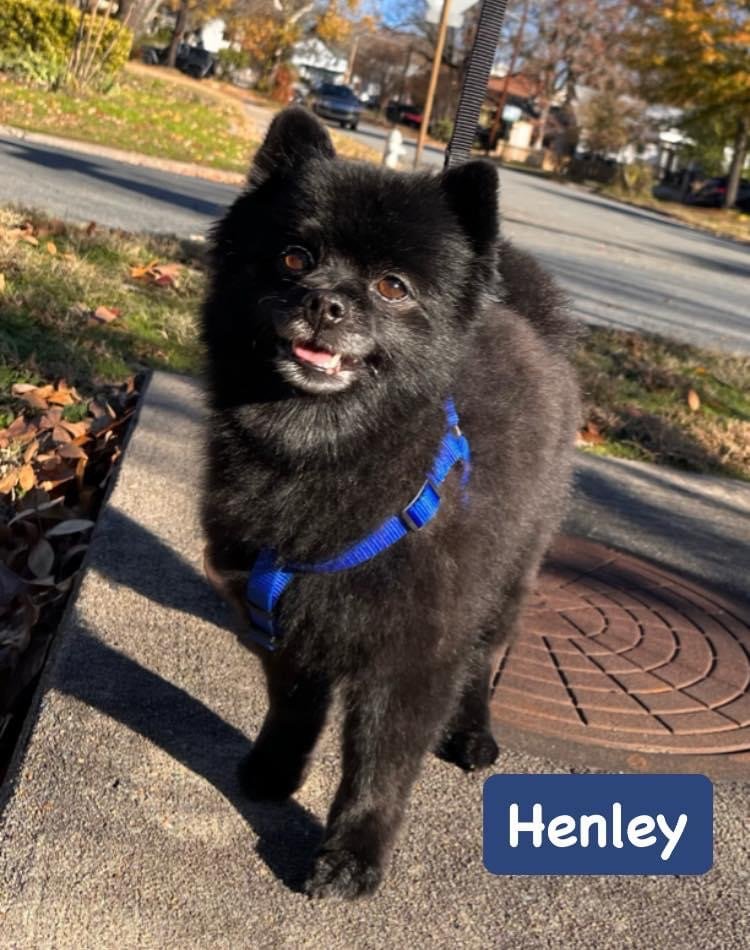 Henley- adoption pending