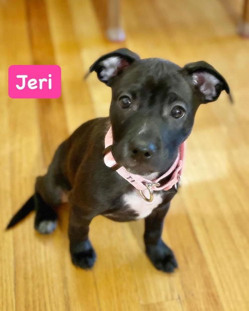 Jeri (female)