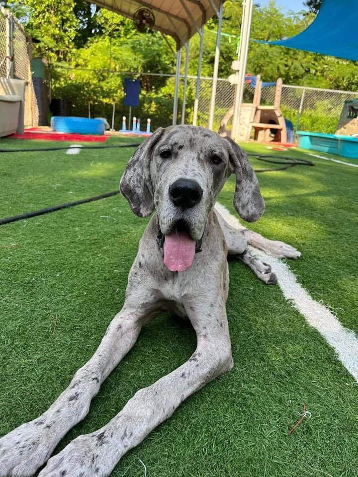 Dog for Adoption - Maverick, a Great Dane in Hot Springs Village, AR ...