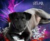 adoptable Dog in alexander, AR named Velma