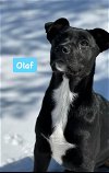 adoptable Dog in alexander, AR named Olaf