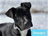 adoptable Dog in , AR named Snoopy