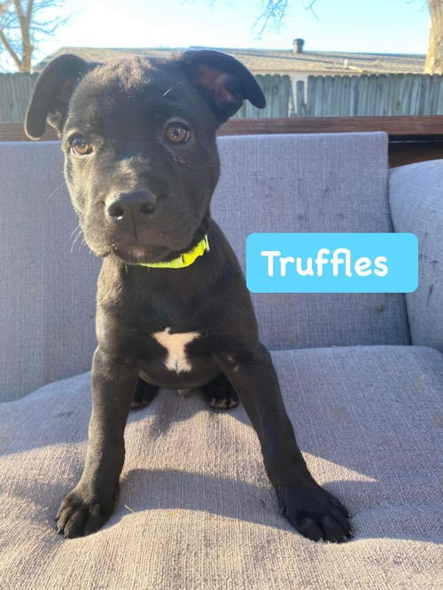 Truffles (male)