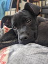 Charlie *adoption pending