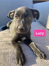 Lucy *adoption pending