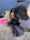 Lucy *adoption pending