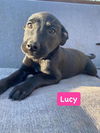 Lucy *adoption pending