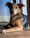 adoptable Dog in alexander, AR named Hazel