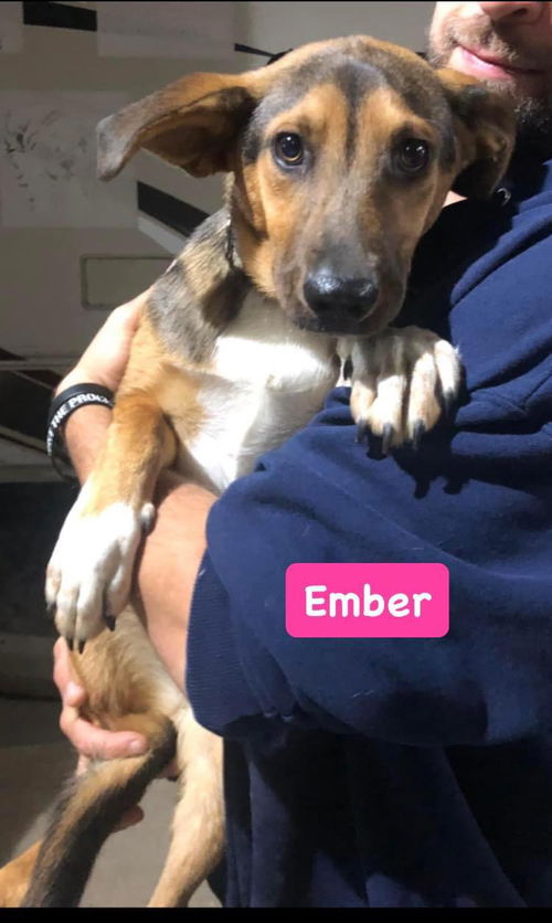 Ember *adoption pending