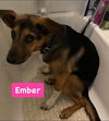 Ember *adoption pending