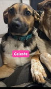 Celeste *adoption pending