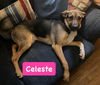 Celeste *adoption pending