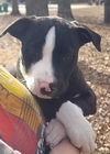 Angus *adoption pending