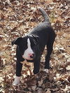 Angus *adoption pending