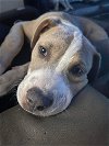 adoptable Dog in alexander, AR named Marshmallow *adoption pending