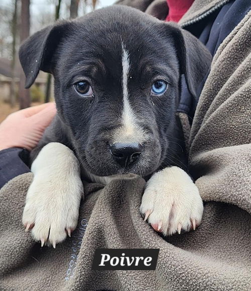 Poivre *adoption pending