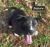 Poivre *adoption pending