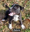 Poivre *adoption pending