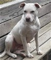 adoptable Dog in , AR named Rosie