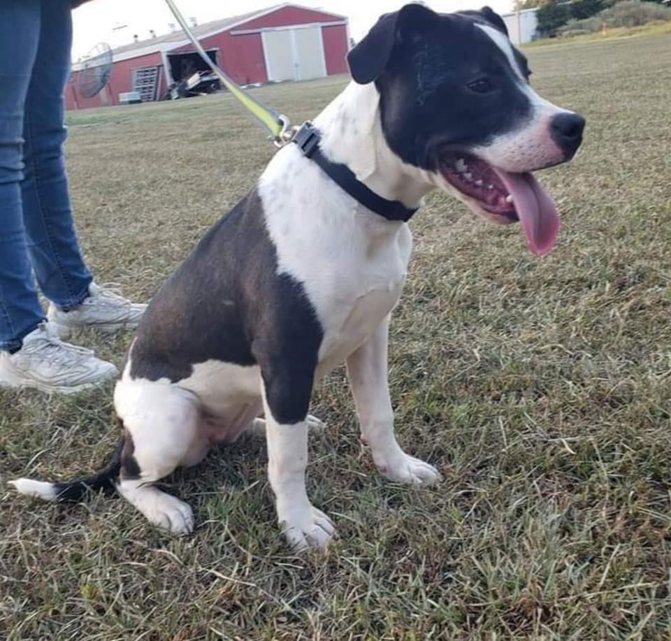 adoptable Dog in Alexander, AR named Daisy #2