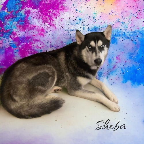 Sheba