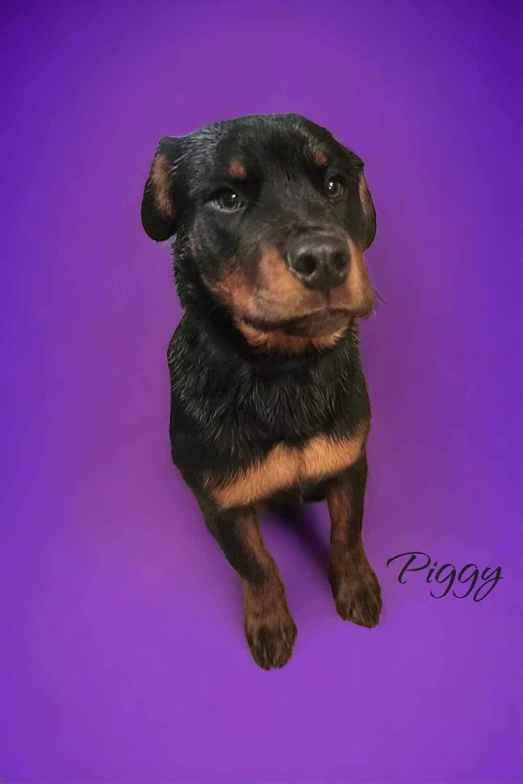 Dog for Adoption - Piggy, a Rottweiler in Little Rock, AR | Alpha Paw