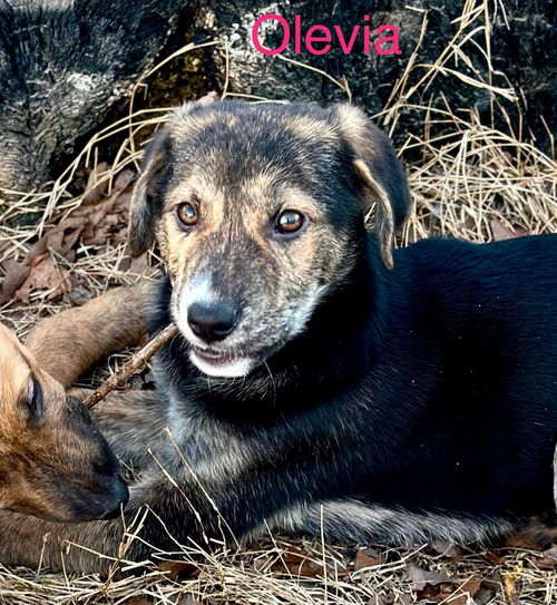 Olevia *adoption pending