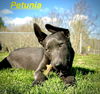 Petunia *adoption pending