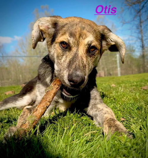 Otis *adoption pending