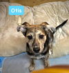 Otis *adoption pending