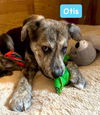Otis *adoption pending