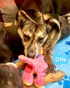 Otis *adoption pending