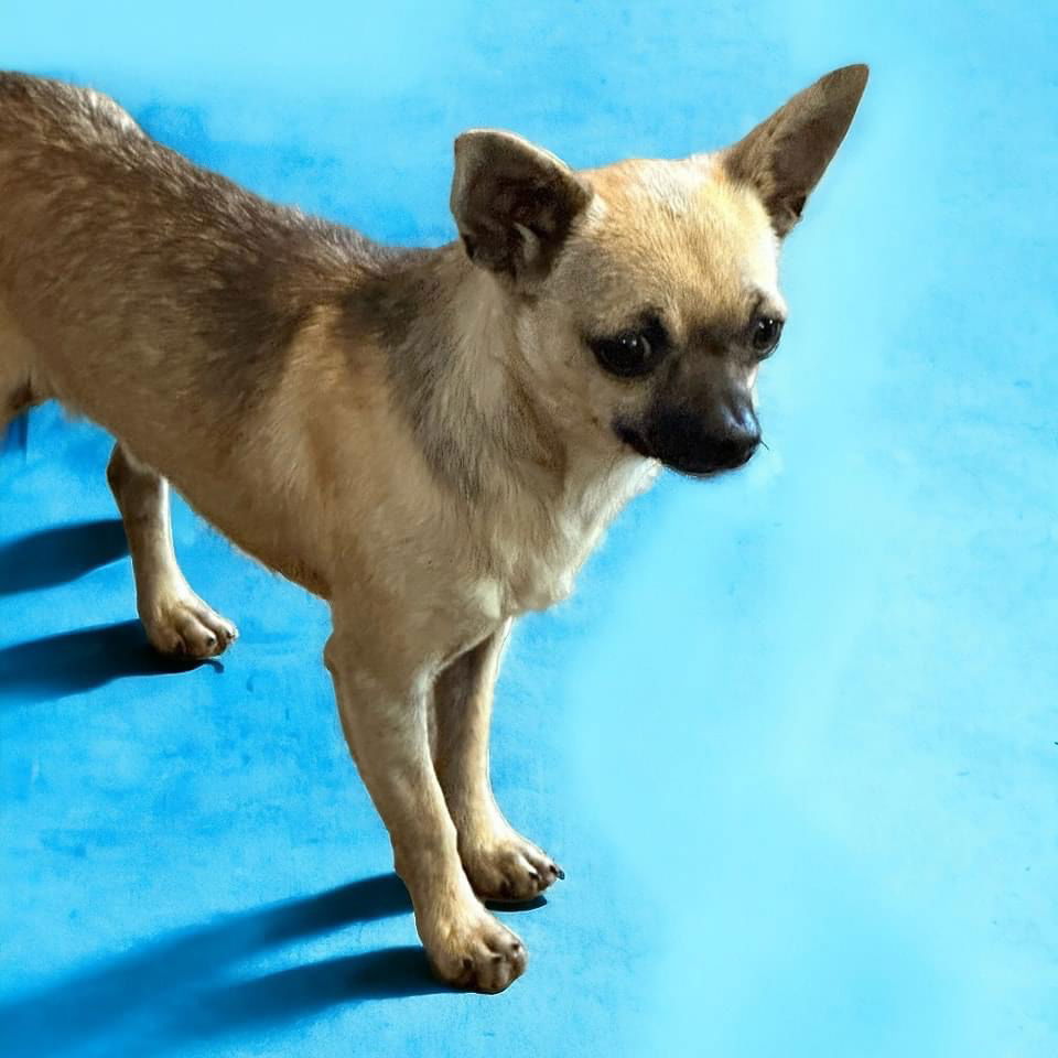 Dog for Adoption - Ethel, a Chihuahua in Little Rock Air Force Base, AR ...