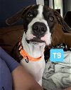 adoptable Dog in , AR named TB
