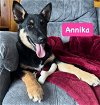 adoptable Dog in  named Annika