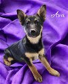 adoptable Dog in  named Ava