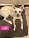 Honey *adoption pending