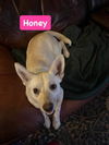 Honey *adoption pending