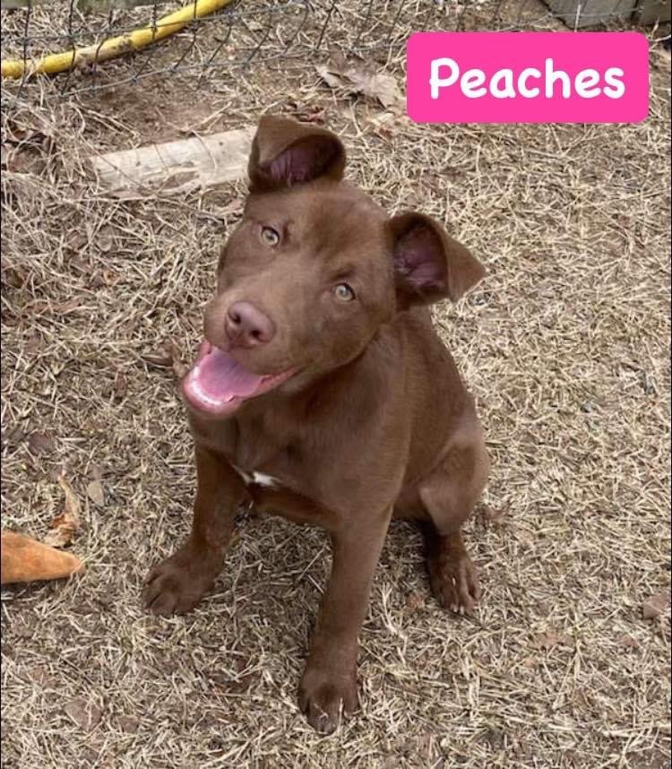 adoptable Dog in Alexander, AR named Peaches