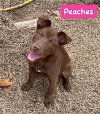 adoptable Dog in alexander, AR named Peaches