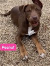 adoptable Dog in alexander, AR named Peanut