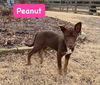 Peanut