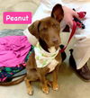 Peanut *adoption pending