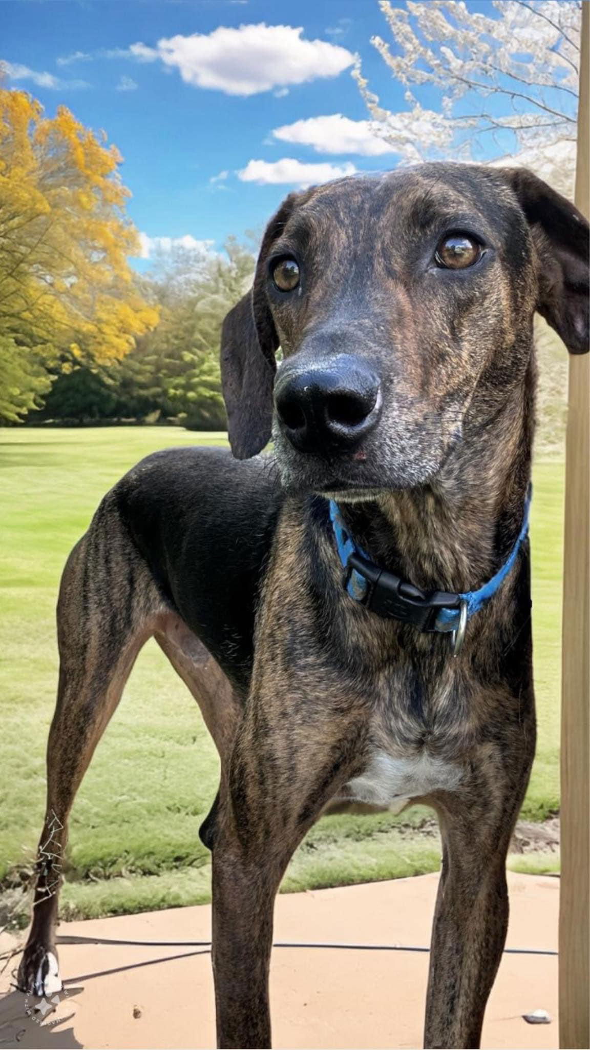 adoptable Dog in Alexander, AR named Pepper