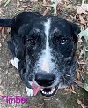 adoptable Dog in , AR named Timber