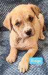 adoptable Dog in alexander, AR named Ridge