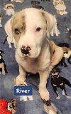 adoptable Dog in alexander, AR named River